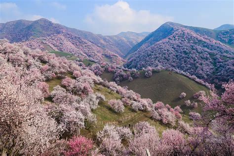  杏花谷！春に満開の桜と壮大な景色が楽しめる場所！