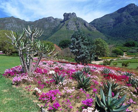  Kirstenbosch National Botanical Garden: 南アフリカ・ケープタウンの豊かな緑と多様な花々！